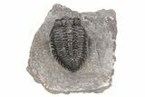 Coltraneia Trilobite Fossil - Huge Faceted Eyes #216508-2